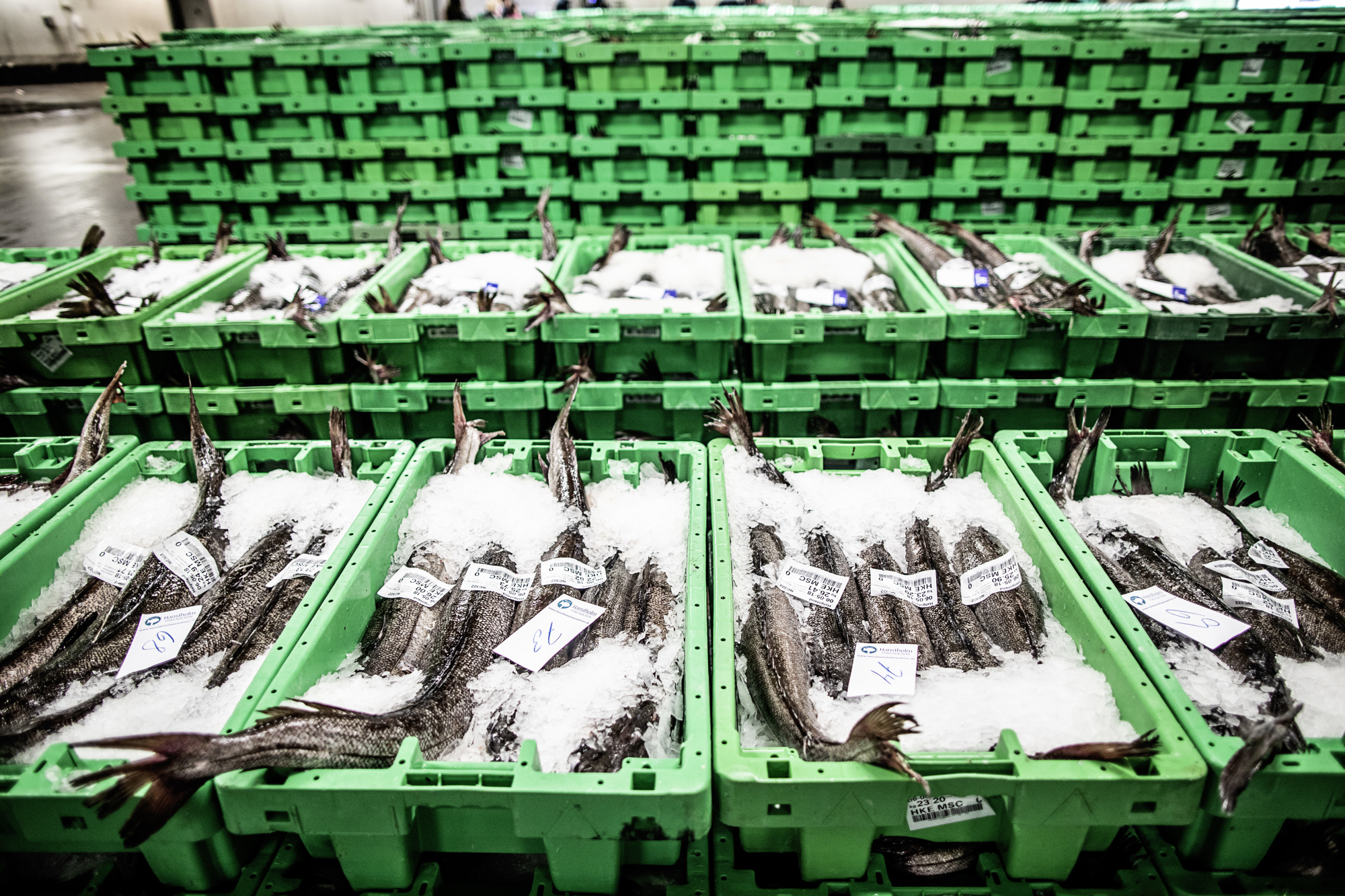 Overskriften og måske en lille tekst