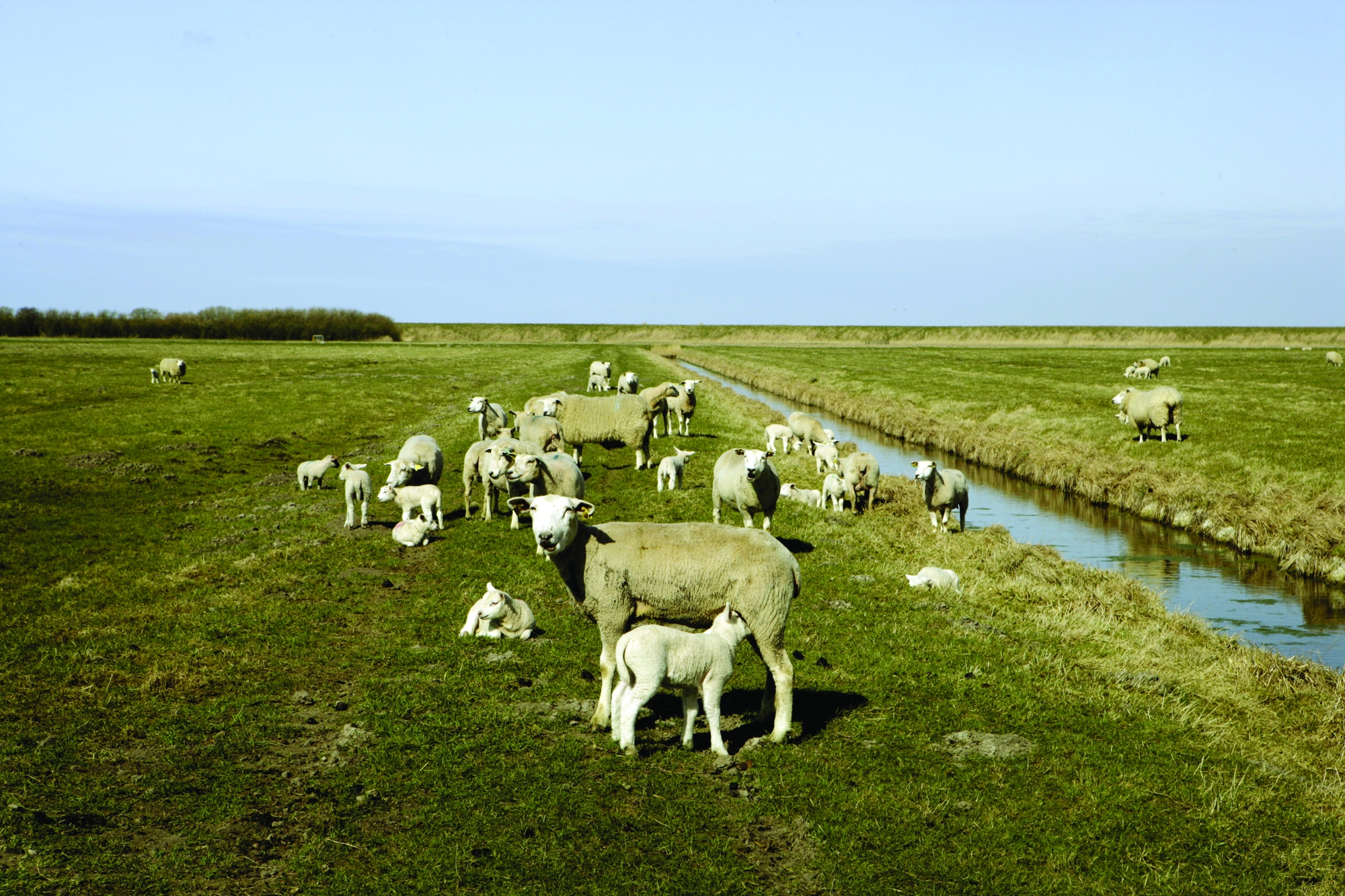 Marsklandskab Original 1 1 1