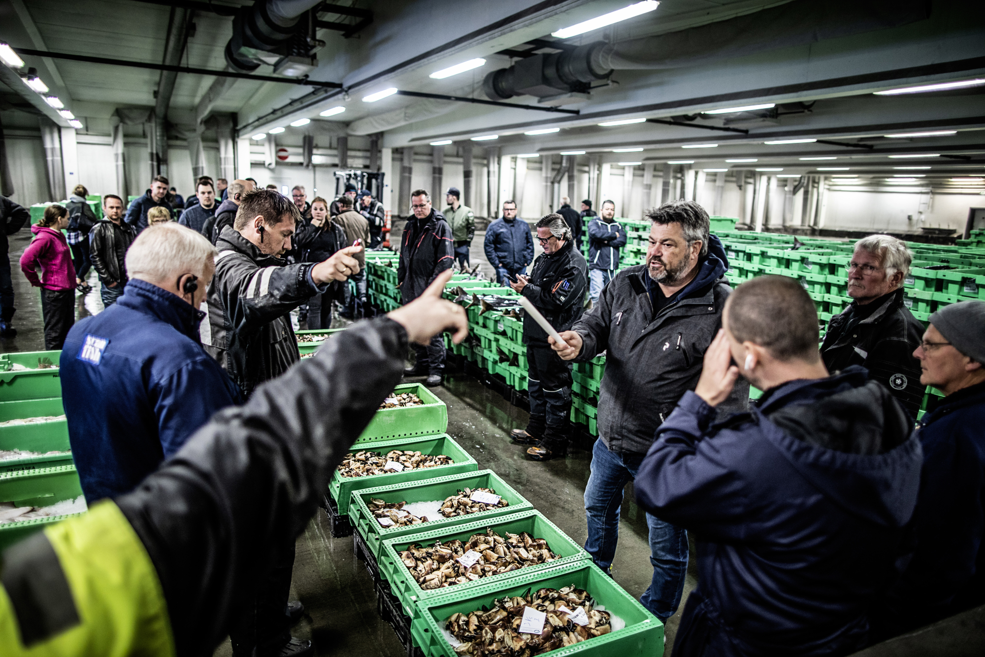 Bentbrandt Fisk RAISFOTO 5945